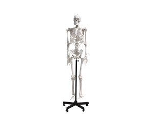Modello di scheletro umano 170 cm