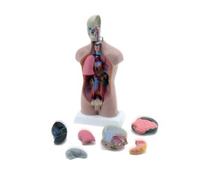 Mini torso con testa staccabile