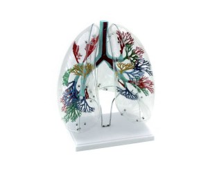 Modello anatomico polmoni a grandezza naturale